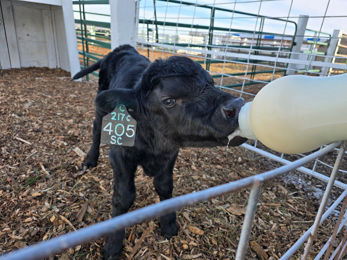 Bottle Feed Calf Session